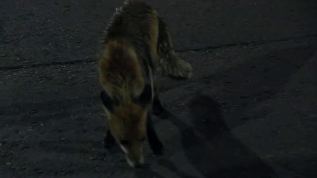 бешеный лис смотреть онлайн