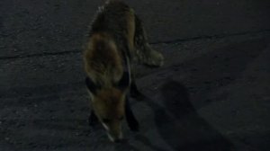 бешеный лис