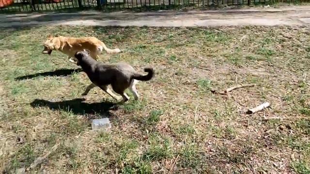 ПРОГУЛКА С СОБАКОЙ.Где выгуливать собак.Как гулять с собакой