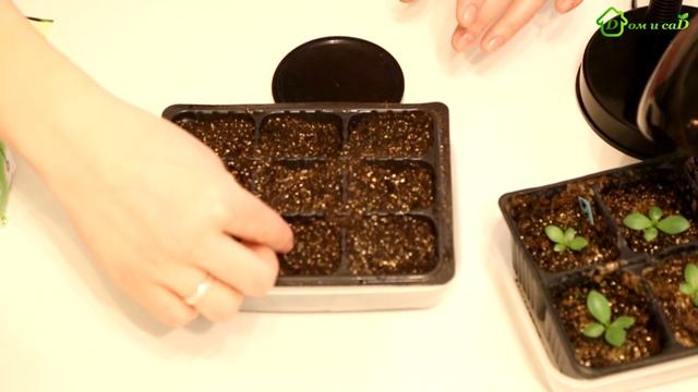 ЭУСТОМА, выращивание из семян смотреть онлайн