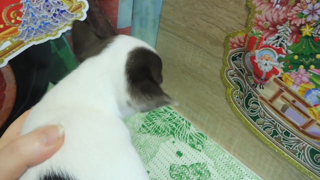 МАРИ МИСТИК ОРИОН ОЛАРИС #ПРОДАЮЩЕНКАЧИХУА( ПИТОМНИК "МАРИ МИСТИК" ) смотреть онлайн