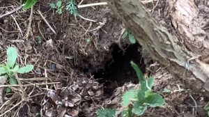 Чья нора.Обычный день в саду