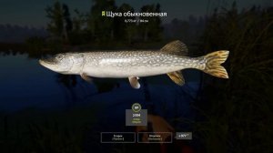 рр4! Острог. Щука на живца!