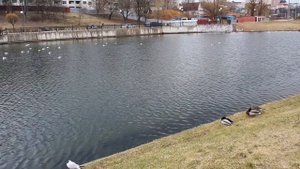 ГОРОСКОП РАКА. Характеристика рака. Совместимость рака с другими знаками зодиака