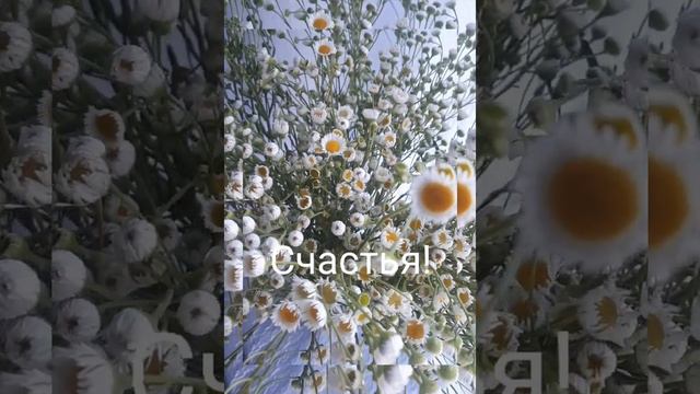 Ромашки - символ СЕМЬИ ЛЮБВИ и ВЕРНОСТИ🌼🌼🌼