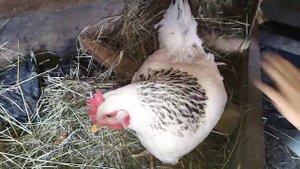 Karina 🐔покажет какой цвет глаз у ручной курочки.