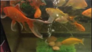 Декоративная рыба для пруда: карпы кои и кометы