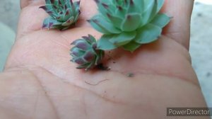 Sempervivum calcareum e sempre vivo globiferum