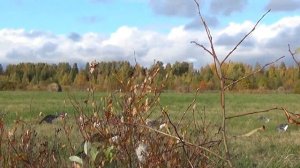 Голос подсадного гуся. Белолобик.