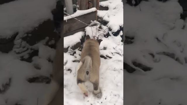 Американская Акита. На прогулке )) смотреть онлайн