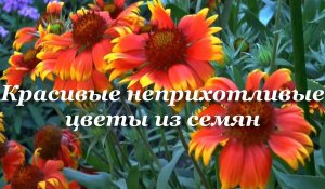 Красивые неприхотливые цветы из семян