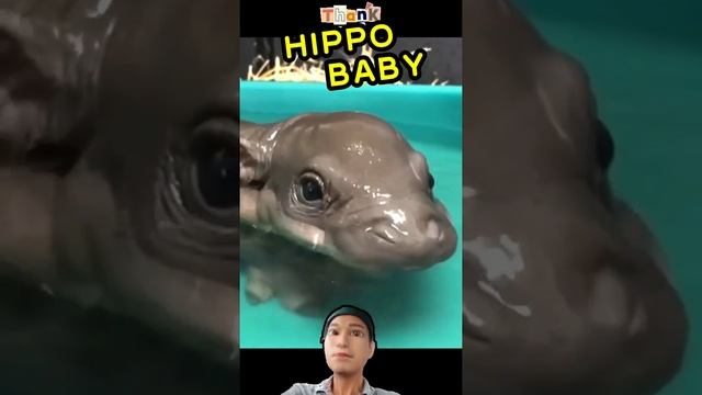 Hippo Baby #shorts #shortsvideo #viral #viralshorts