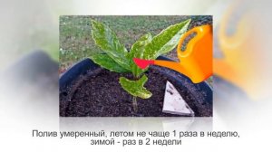 АУКУБА или ЗОЛОТОЕ ДЕРЕВО. Уход и разведение в домашних условиях