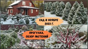 Сад в ноябре 2023 г. Прогулка, обзор растений.