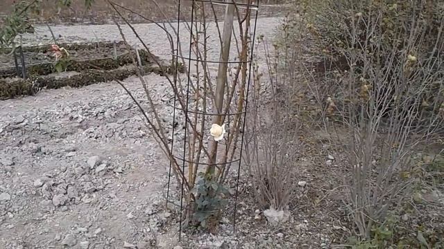 Глория Клайминг в кустодержателе, мороз - 8, скоро декабрь, питомник роз Полины Козловой смотреть онлайн