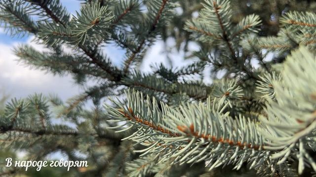 Мудрые бабушкины советы, чтобы в доме водились деньги. Приметы и суеверия.