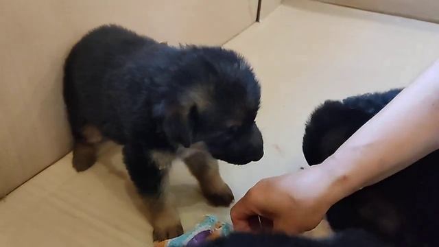 Кормление щенков в 24 дня ...какие они красивые?? смотреть онлайн