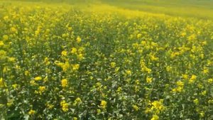 Горчица озимая  Начало цветения