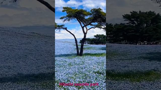 Hitachi Seaside Park April 2023