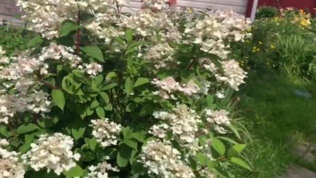 Метельчатая гортензия Wim’s red. Неприхотливая красавица. смотреть онлайн