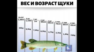 Взаимозависимость вес, возраст, размер щуки.