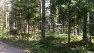 Скоро поспеет черника