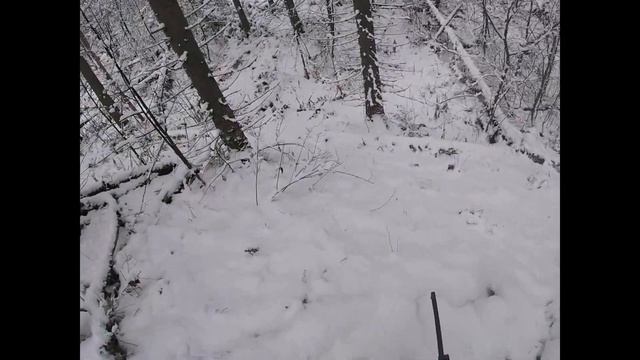 Охота.Охота на лося,выгнал лосей на номера.