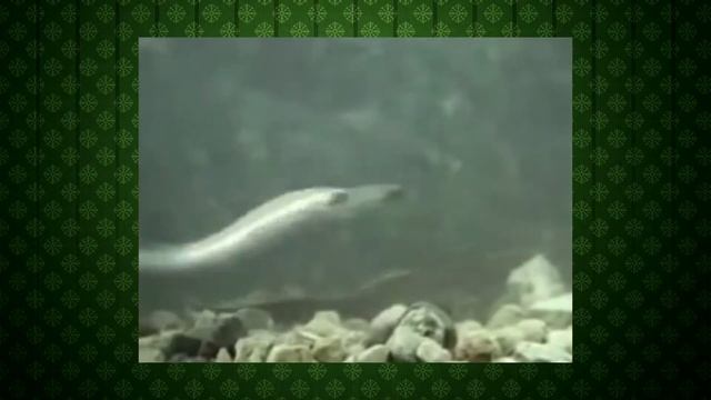 САМЫЕ НЕОБЫЧНЫЕ ЖИВОТНЫЕ ПЛАНЕТЫ  ИНТЕРЕСНО!
