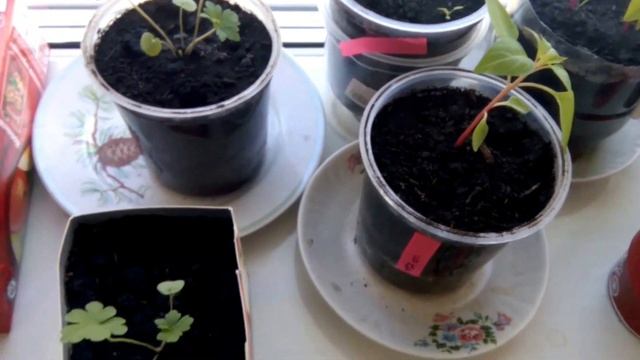 МУХОЛОВКА С АЛИЭКСПРЕСС/ОБМАН/ВЕНЕРИНА МУХОЛОВКА/AliExpress/ПРОРАЩИВАНИЕ СЕМЯН/ШОК!!! смотреть онлайн