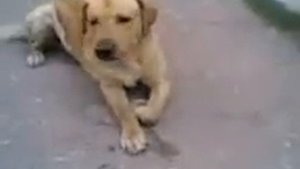 Собака чихает.3gp