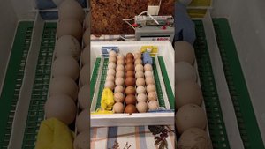 Инкубация куриных яиц в инкубаторе "Квочка". С 8 по 17 день. 3 часть.