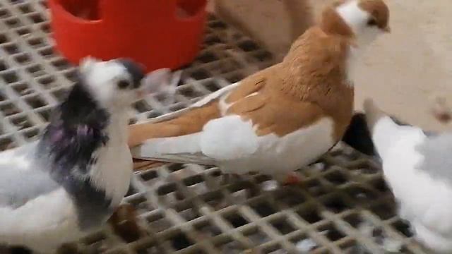 Кишкунфеледьхазские турманы 2021. Продажа. +79057969350 смотреть онлайн