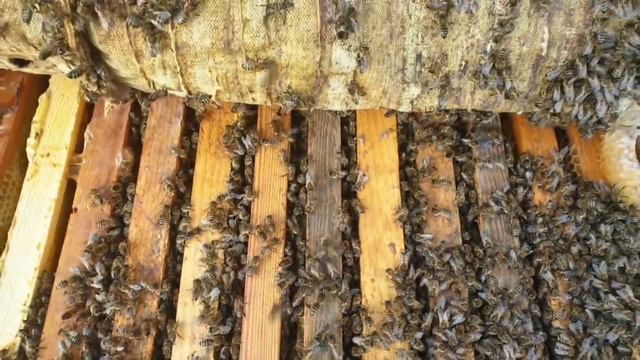 Зимовка бакфаст, карника и местной пчелы на пасеке у пчеловода Алексея. смотреть онлайн