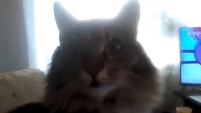 Кошка мяукает смотреть онлайн