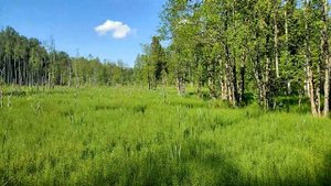 Валдайская тропа с детьми за 3 дня