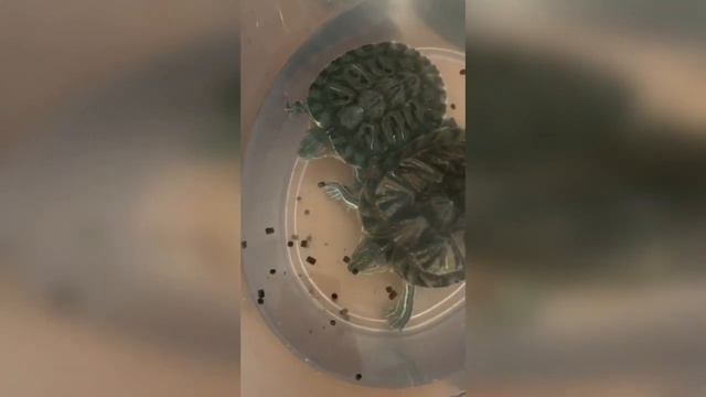 Корма «Агро-Матик» подходят для экзотических животных смотреть онлайн