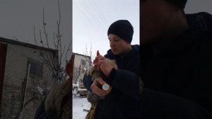 Лечим обмороженные гребешки у кур.