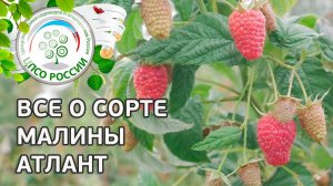 Сорт малины Атлант. Описание сорта ремонтантной малины Атлант от соавтора сорта.