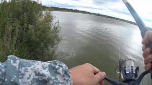 Карп утащил удочку. Рыбалка в рыбхозе "РАКОВО".Сентябрь.Ветер ураган.Пасмурно