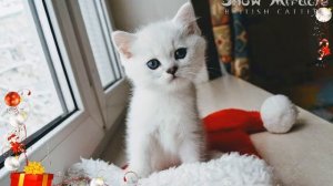 Котята британская серебристая шиншилла