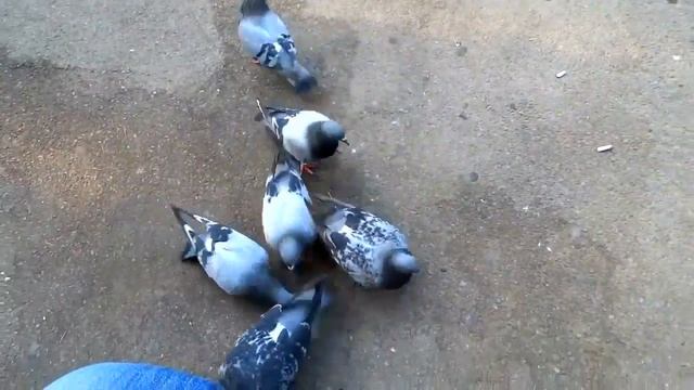 Голуби кушают семечки