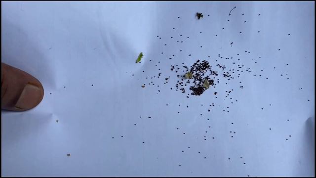 petunia seeds how to grow | how flower seeds grow | petunia flower seed collection | petunia seeds смотреть онлайн