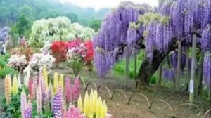 Сад моей мечты