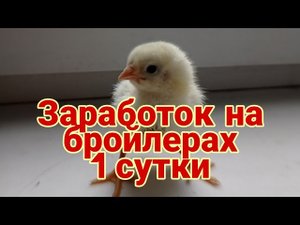 Бройлеры как бизнес! 1 сутки выращивание бройлеров! Первая волна