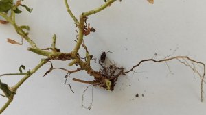 Осторожно, ФУЗАРИОЗ! Симптомы, профилактика.