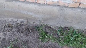 Штамбовые розы. Открываю и проверяю осенние прививки на штамбе шиповника