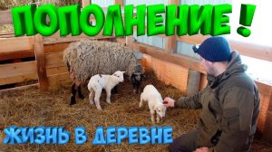 ПОПОЛНЕНИЕ ! ТЕСТ ПРОЗРАЧНОГО ШИФЕРА ! В ОВЧАРНЕ СТАЛО СВЕТЛО ! [Жизнь в деревне]