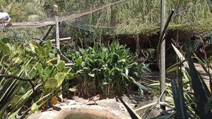 ЮАР. Кейптаун. Заповедник дикой природы "Мир птиц" и парк обезьян