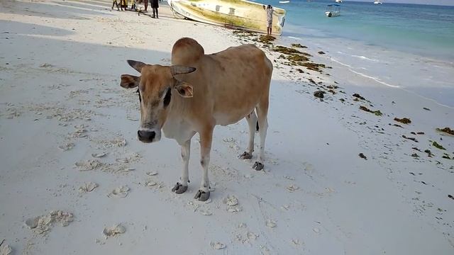 2021 Отдых на Zanzibar  Коровы Занзибара на пляже нунгви