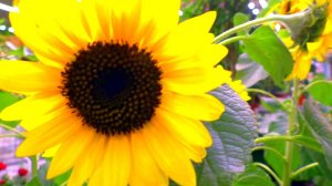 Орхидеи в Леруа Мерлен в Ростове-на-Дону. Обзор новой поставки.